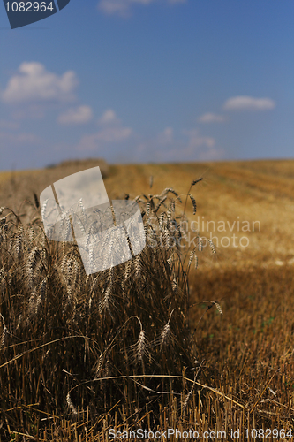 Image of golden corn field