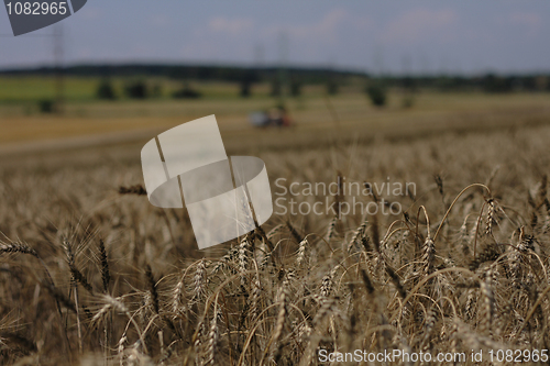 Image of golden corn field