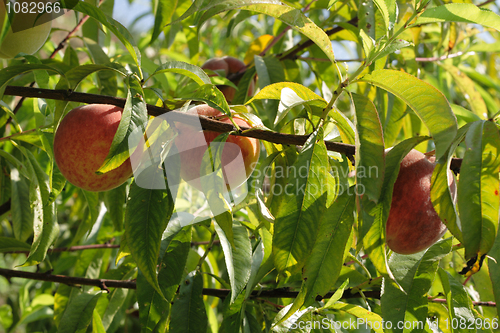 Image of fresh peaches