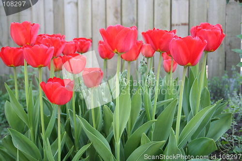 Image of Red tulips