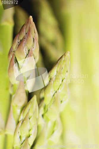 Image of Asparagus spears macro