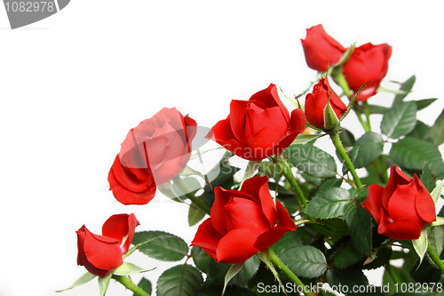 Image of Miniature red roses
