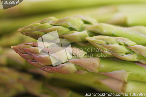 Image of Asparagus spears macro