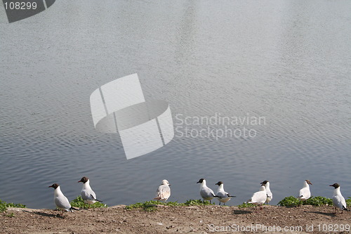 Image of Seagulls