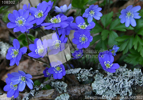 Image of Liverleaf (Hepatica nobilis)