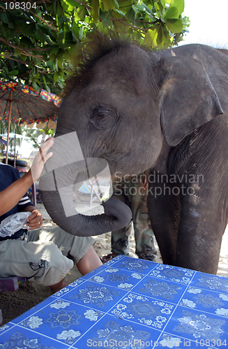 Image of Elephant