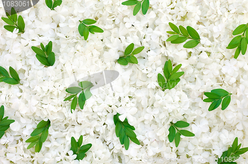 Image of Guelder rose blossoms and myrtle leaves - background