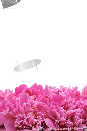 Image of Peony over white background