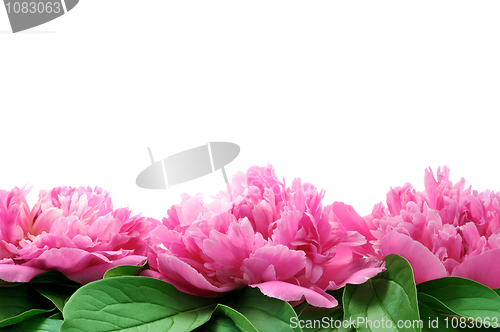 Image of Peony over white background