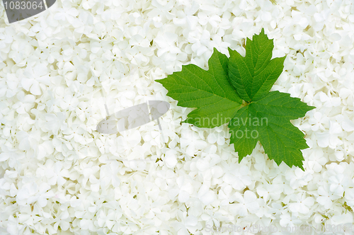 Image of Guelder rose blossoms and leaves - background