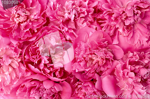 Image of Peony flower heads - background