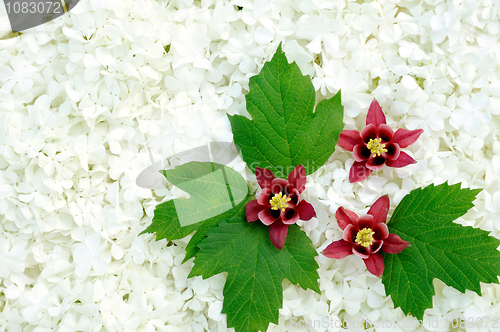 Image of Guelder rose and columbine  blossoms - background