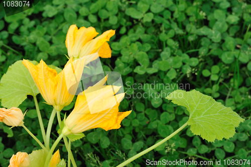 Image of Squash flower and leaves