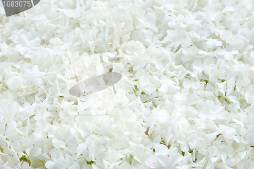 Image of Guelder rose blossoms - background