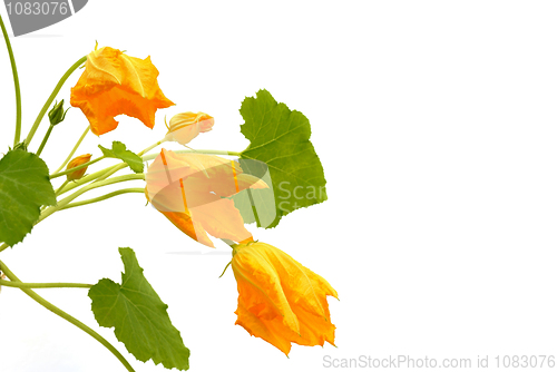 Image of Squash flower and leaves isolated on white