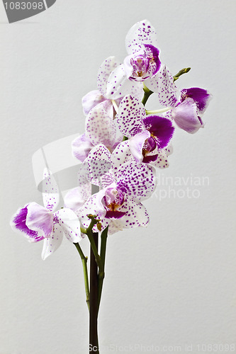 Image of Orchid