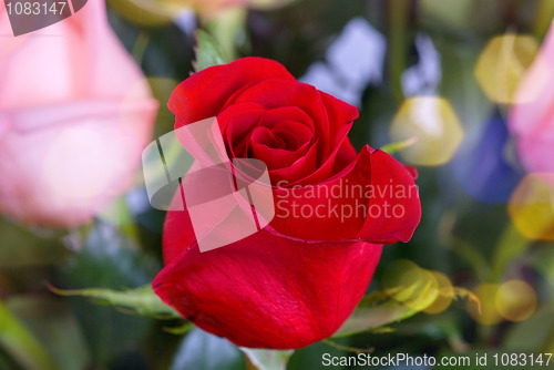 Image of red roses
