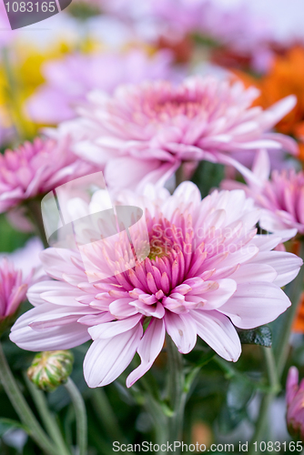 Image of chrysanthemum