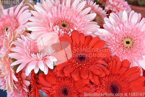 Image of gerbera flowers