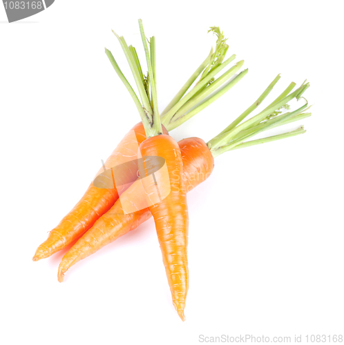 Image of Carrots