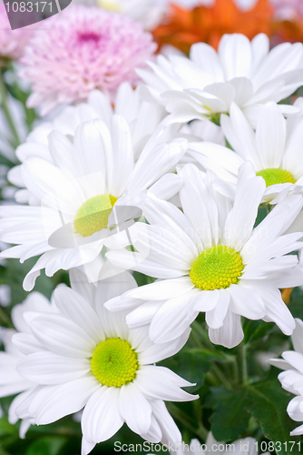 Image of white chrysanthemums