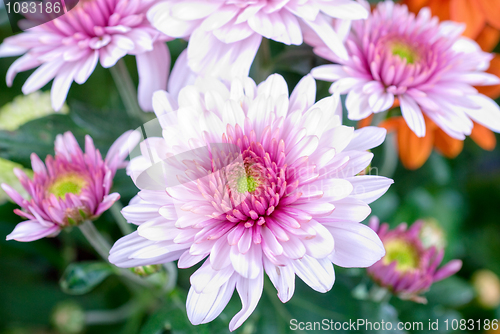 Image of chrysanthemum