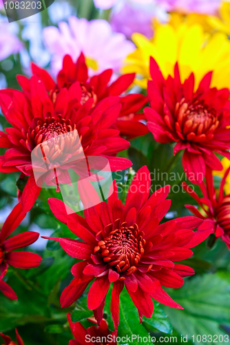 Image of chrysanthemum