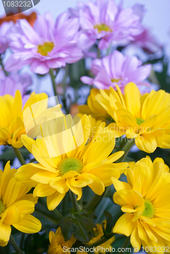 Image of chrysanthemum