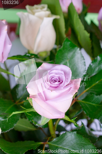 Image of pink roses