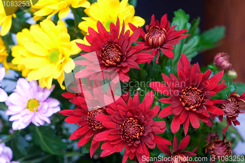 Image of chrysanthemum
