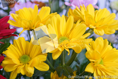 Image of chrysanthemum