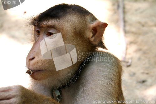 Image of Monkey eating