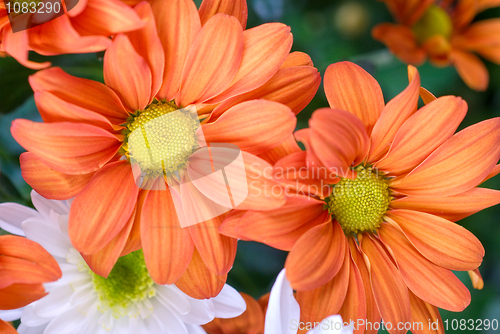 Image of orange chrysanthemum