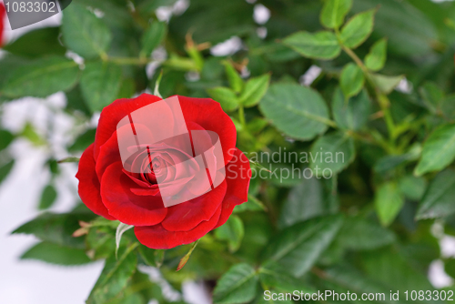 Image of red rose