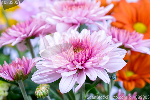 Image of chrysanthemum