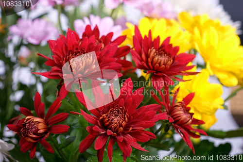 Image of chrysanthemum