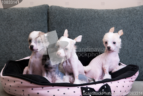 Image of chinese crested puppy dogs