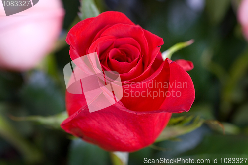 Image of red roses