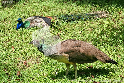 Image of Peacock and pheasant