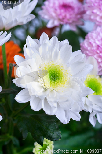 Image of chrysanthemum