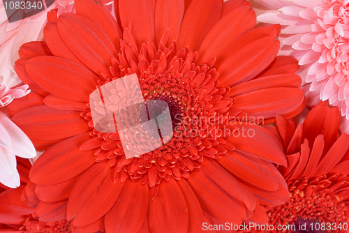 Image of gerbera flowers