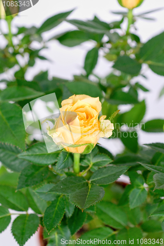 Image of yellow roses