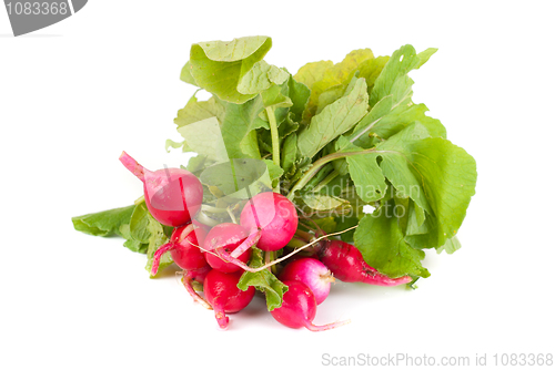Image of Fresh radishes