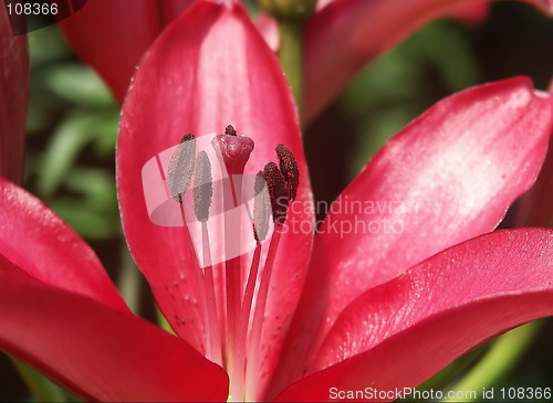 Image of red lily