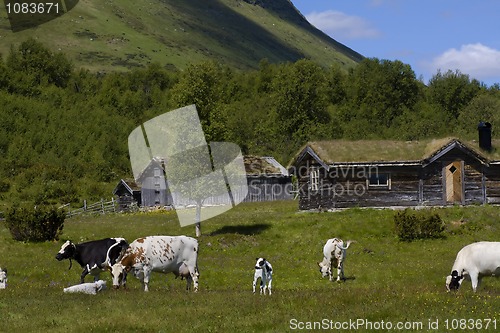 Image of Grazing cows