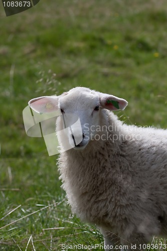 Image of lamb