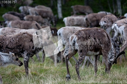 Image of Reindeers