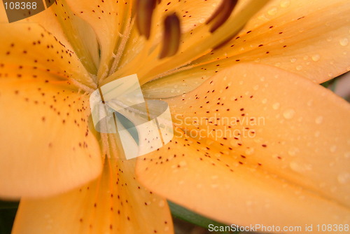 Image of peach lily centre background