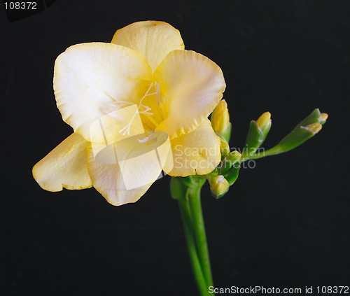 Image of yellow freesia