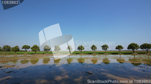Image of Mango trees and rice fields in Cambodia